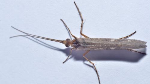Limnephilus sp.
