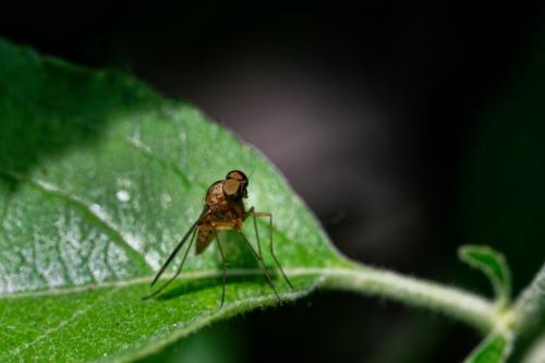 Réf. 303 309 : Chrysopilus laetus