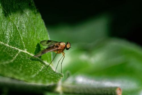 Réf. 303 310 : Chrysopilus laetus