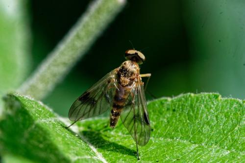 Chrysopilus laetus