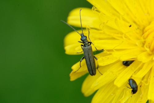 Oedemera sp.