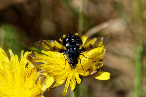 Réf. 303 534 : Bombylella atra