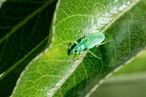 Réf. 303 748 : Polydrusus sp.