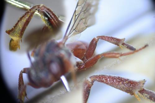 Nomada sanguinea