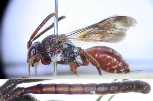 Nomada sanguinea