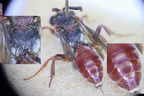 Nomada sanguinea
