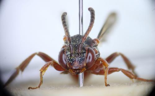 Nomada sanguinea