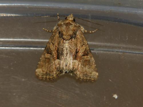 Réf. 303 003 : Oligia sp.