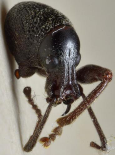 Réf. 303 381 : Otiorhynchus meridionalis