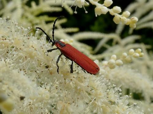 Réf. 303 317 : Lygistopterus sanguineus