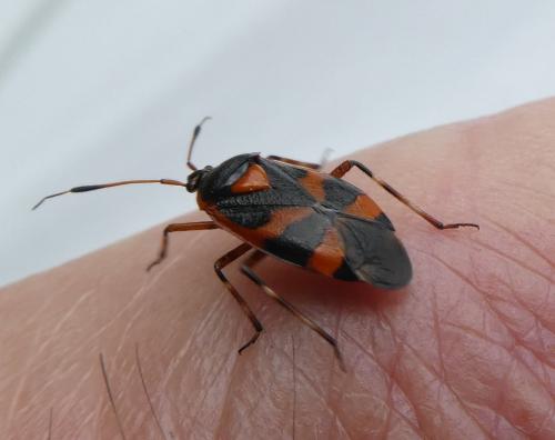 Réf. 303 039 : Deraeocoris trifasciatus
