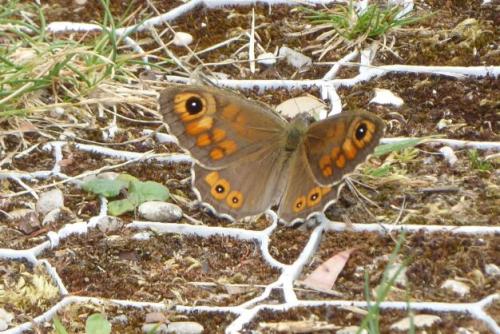 Lasiommata maera