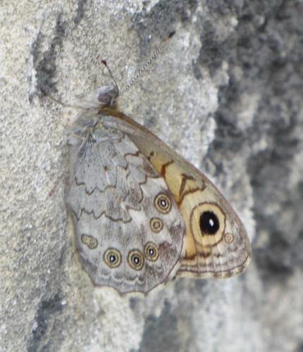 Lasiommata maera