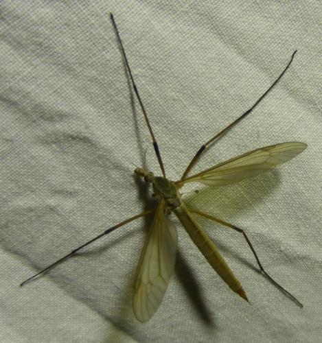 Tipula paludosa