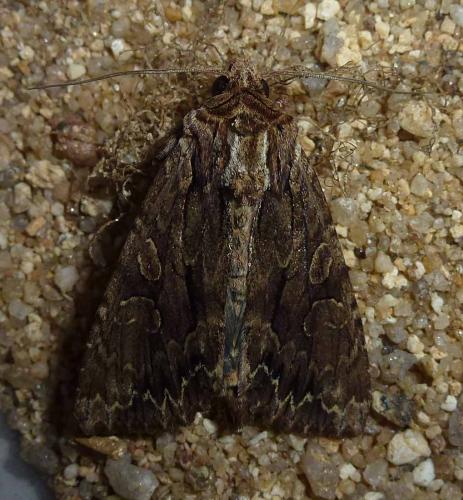 Réf. 303 814 : Apamea monoglypha