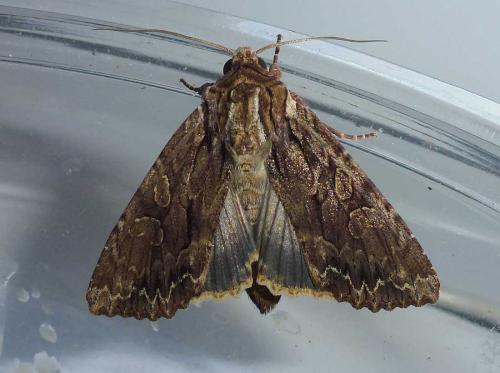 Réf. 303 815 : Apamea monoglypha