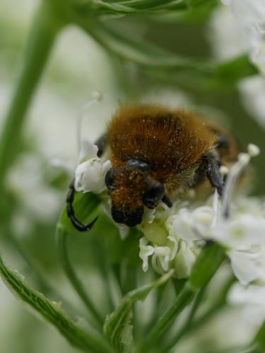 Trichius sp.