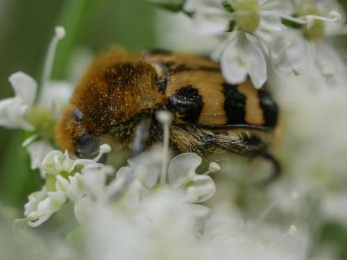 Réf. 303 191 : Trichius sp.