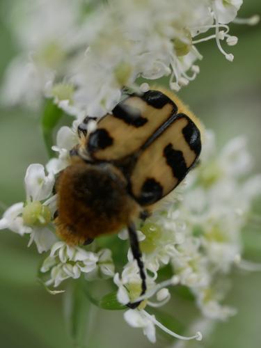Réf. 303 172 : Trichius sp.