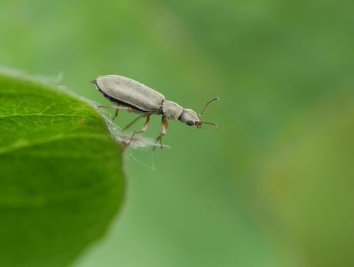Danacea sp.