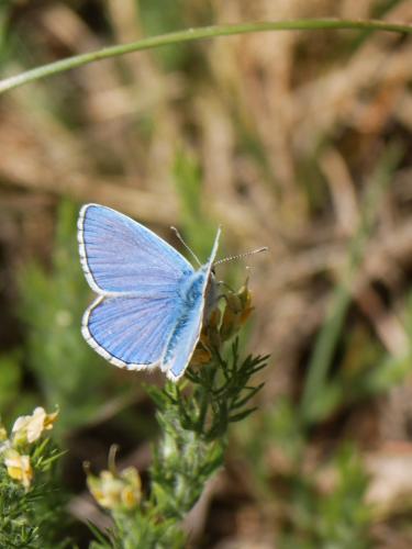 Polyommatus bellargus
