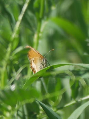 Réf. 303 175 : Coenonympha arcania