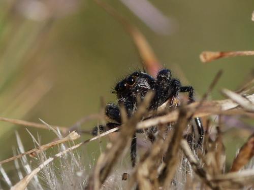 Macaroeris nidicolens