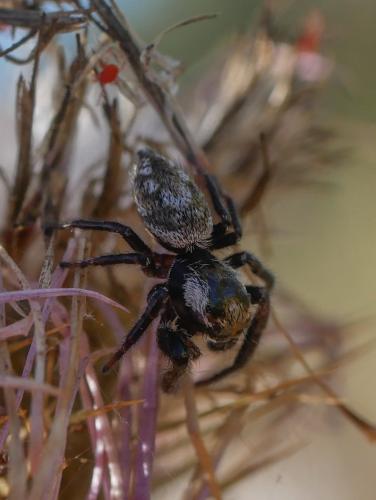 Macaroeris nidicolens