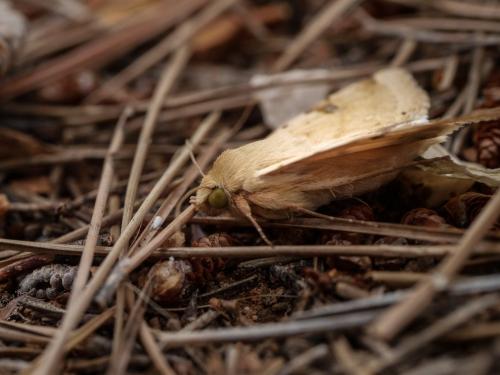 Réf. 303 360 : Heliothis peltigera