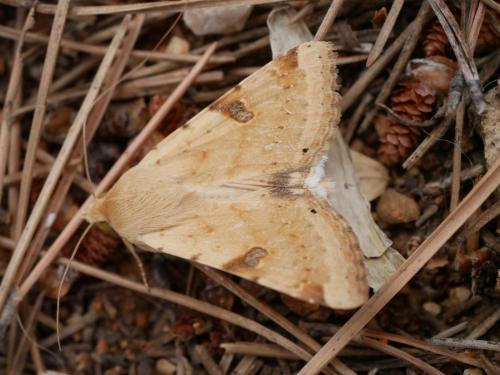 Réf. 303 359 : Heliothis peltigera