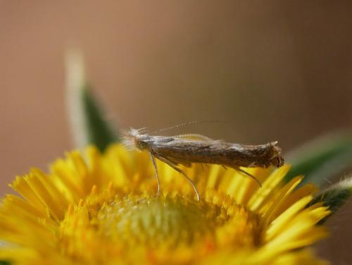 Isophrictis kefersteiniellus