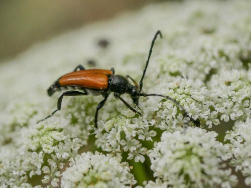 Stictoleptura fulva