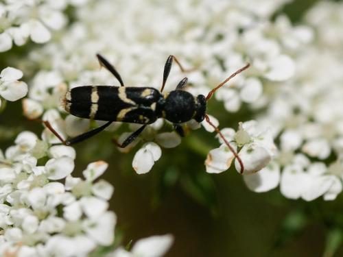 Réf. 303 735 : Clytus rhamni