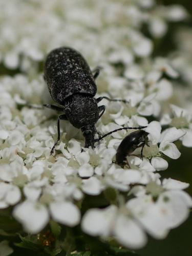 Mycterus curculioides