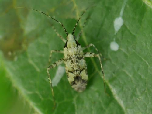 Réf. 303 660 : Phytocoris tiliae