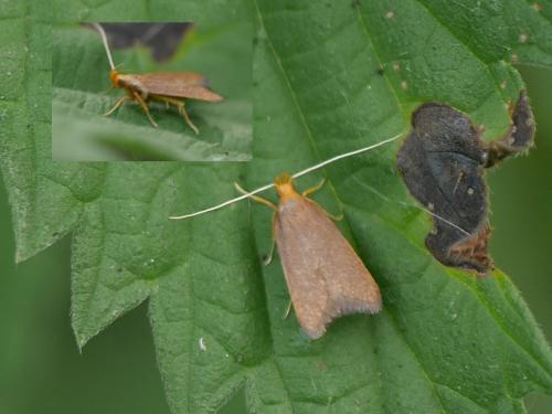 Réf. 303 939 : Eurodachtha pallicornella