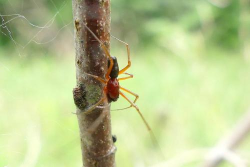 Frontinellina frutetorum