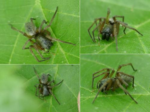 Clubiona sp.
