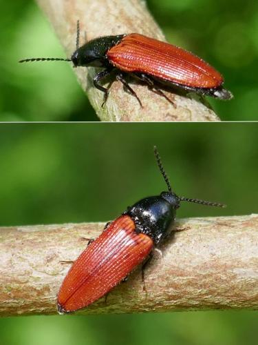 Réf. 303 984 : Ampedus sp.
