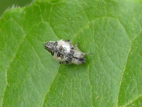 Cyclosa sp.