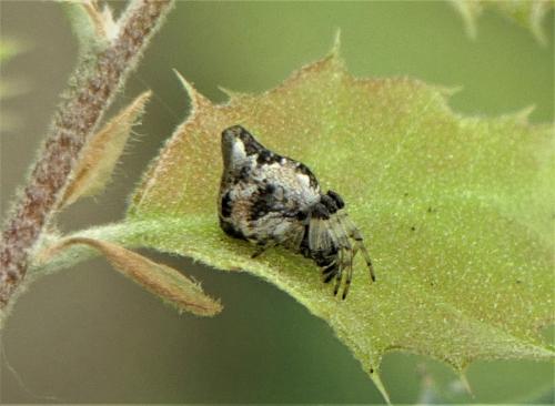 Cyclosa sp.