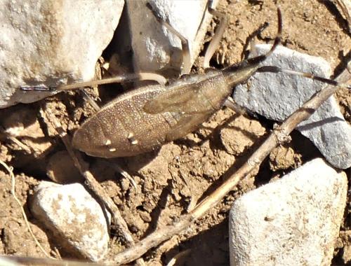 Dicranocephalus sp.