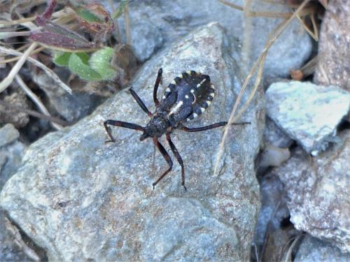 Réf. 303 266 : Rhynocoris sp.