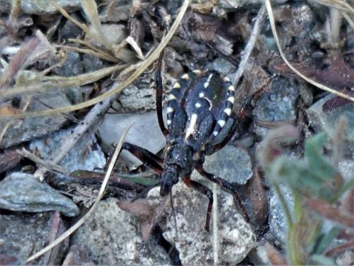 Rhynocoris sp.