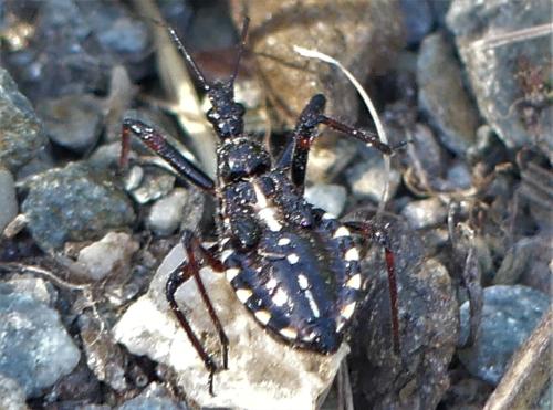 Rhynocoris sp.