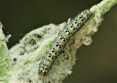 Réf. 303 449 : Cucullia lanceolata