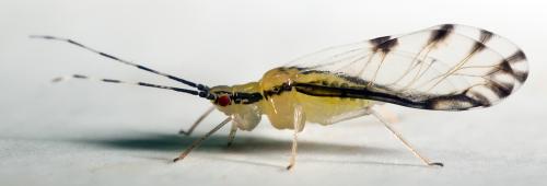 Réf. 303 679 : Eucallipterus tiliae