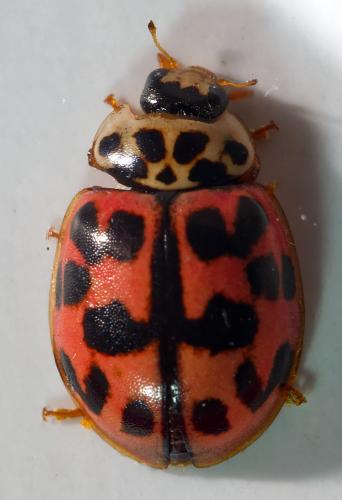 Réf. 303 596 : Oenopia conglobata