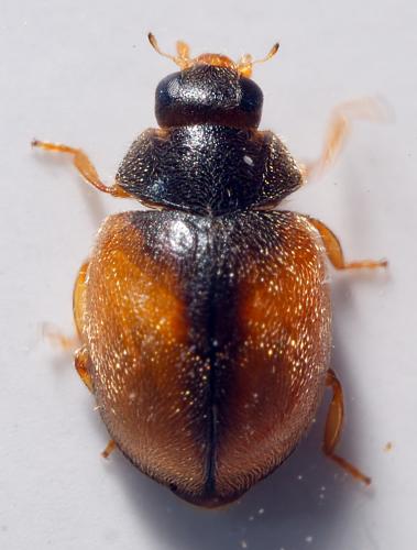 Réf. 303 548 : Scymnus interruptus