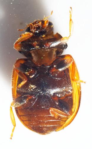 Réf. 303 549 : Scymnus interruptus